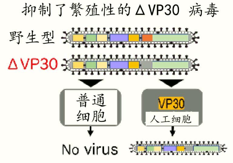 東京大學開發的新型埃博拉疫苗，將開始I期臨牀試驗