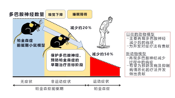 京都大學建立帕金森症早期動物模式，有望用於新藥研發