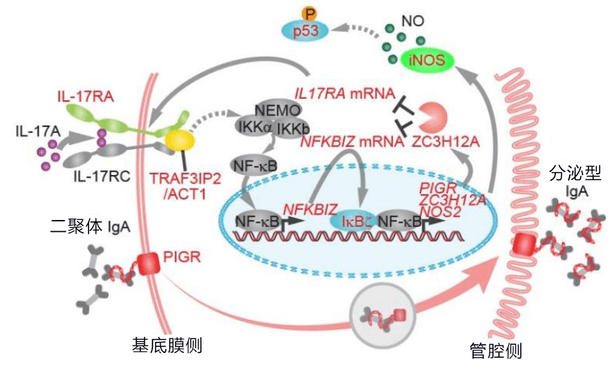 日本發現潰瘍性大腸炎特定基因突變，有望查清發病和惡化機制