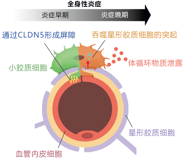 精神分裂症及神經退行性疾病冶癒的好消息！日本查明腦内小膠質細胞可控制血腦障壁