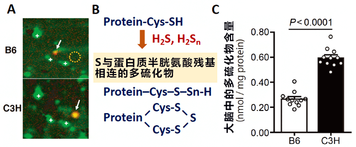 全球首次發現反鐵磁拓撲絕緣體、有望加速發現未知基本粒子軸子