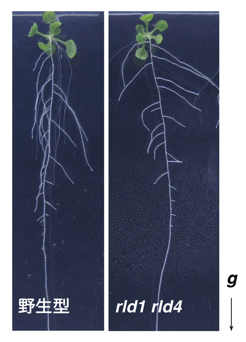 日中合作發現植物根部向地性訊號傳遞新因子——生長素更多分配向重力側