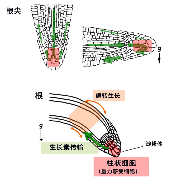 日中合作發現植物根部向地性訊號傳遞新因子——生長素更多分配向重力側