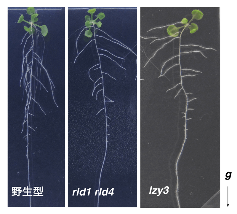 日中合作發現植物根部向地性訊號傳遞新因子——生長素更多分配向重力側