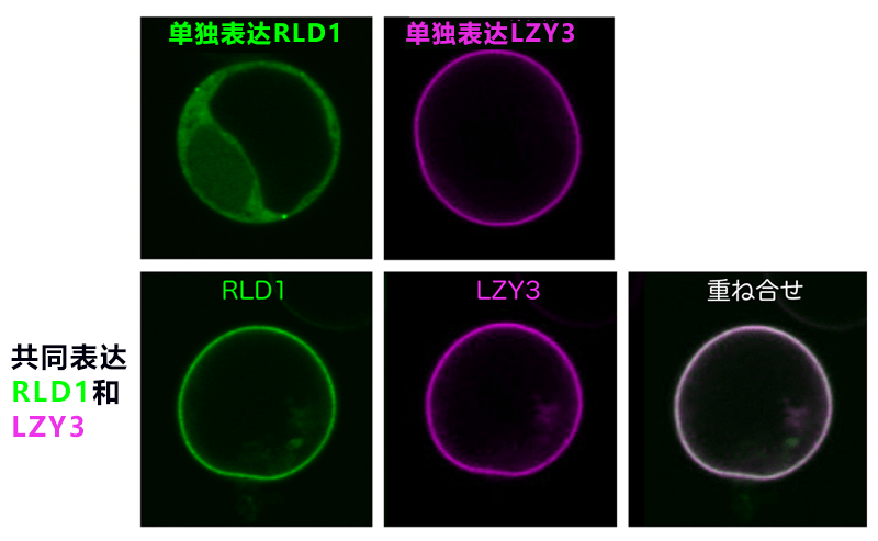 日中合作發現植物根部向地性訊號傳遞新因子——生長素更多分配向重力側