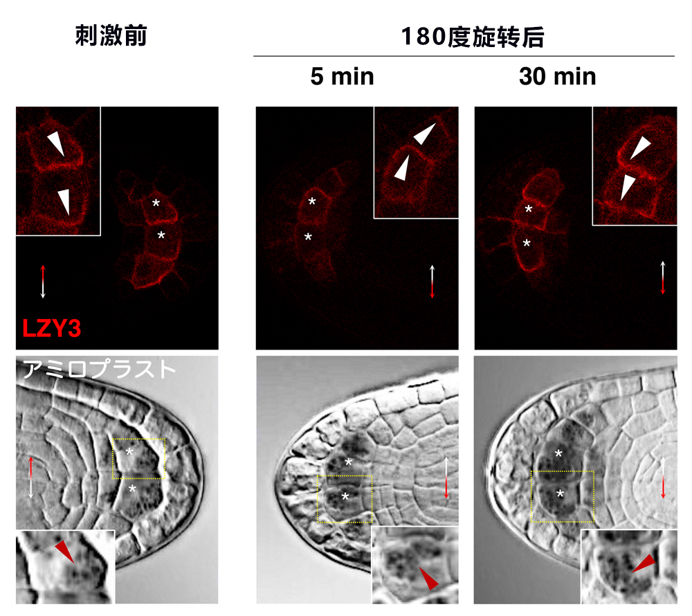 日中合作發現植物根部向地性訊號傳遞新因子——生長素更多分配向重力側