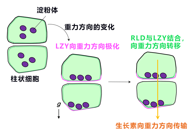 日中合作發現植物根部向地性訊號傳遞新因子——生長素更多分配向重力側