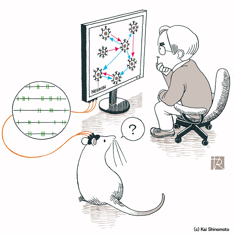京都大學構建神經元迴路探究新方法