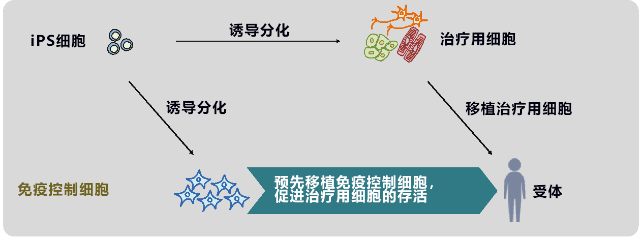 北海道大學開發出針對iPS細胞的新免疫控制法