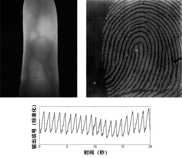 全球首次！日本成功用一枚片狀圖像感測器同時測量指紋、靜脈影像和脈搏