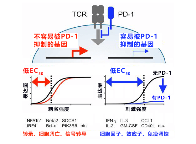 日本查清PD-1調控T細胞基因表現的機制