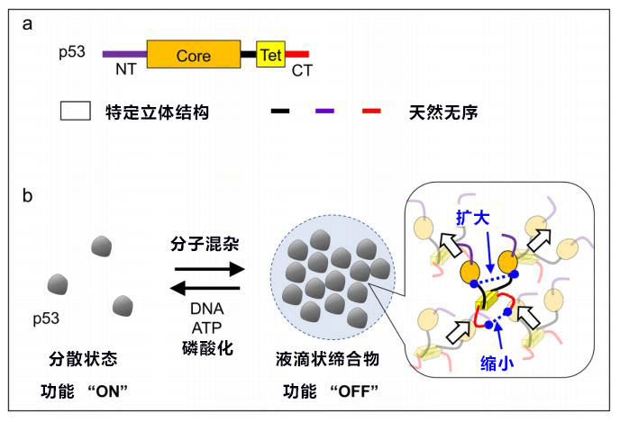 「抑癌蛋白新發現，有望查清抑癌機制