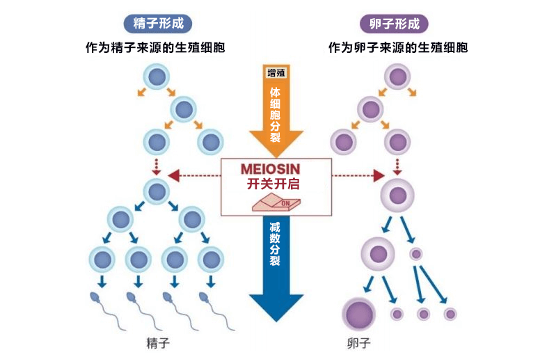 熊本大學發現不孕不育關聯基因