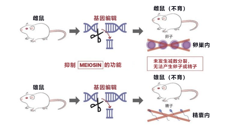 熊本大學發現不孕不育關聯基因