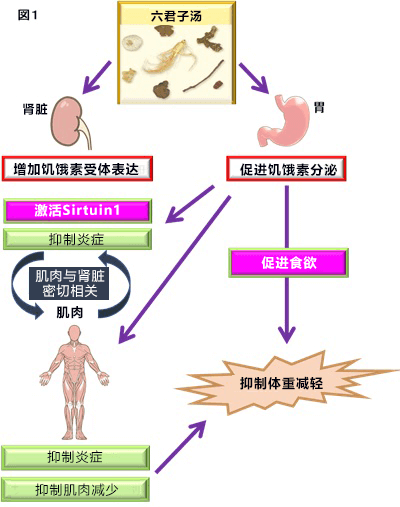 日本發現「六君子湯」能抑制慢性腎病引起的體重下降