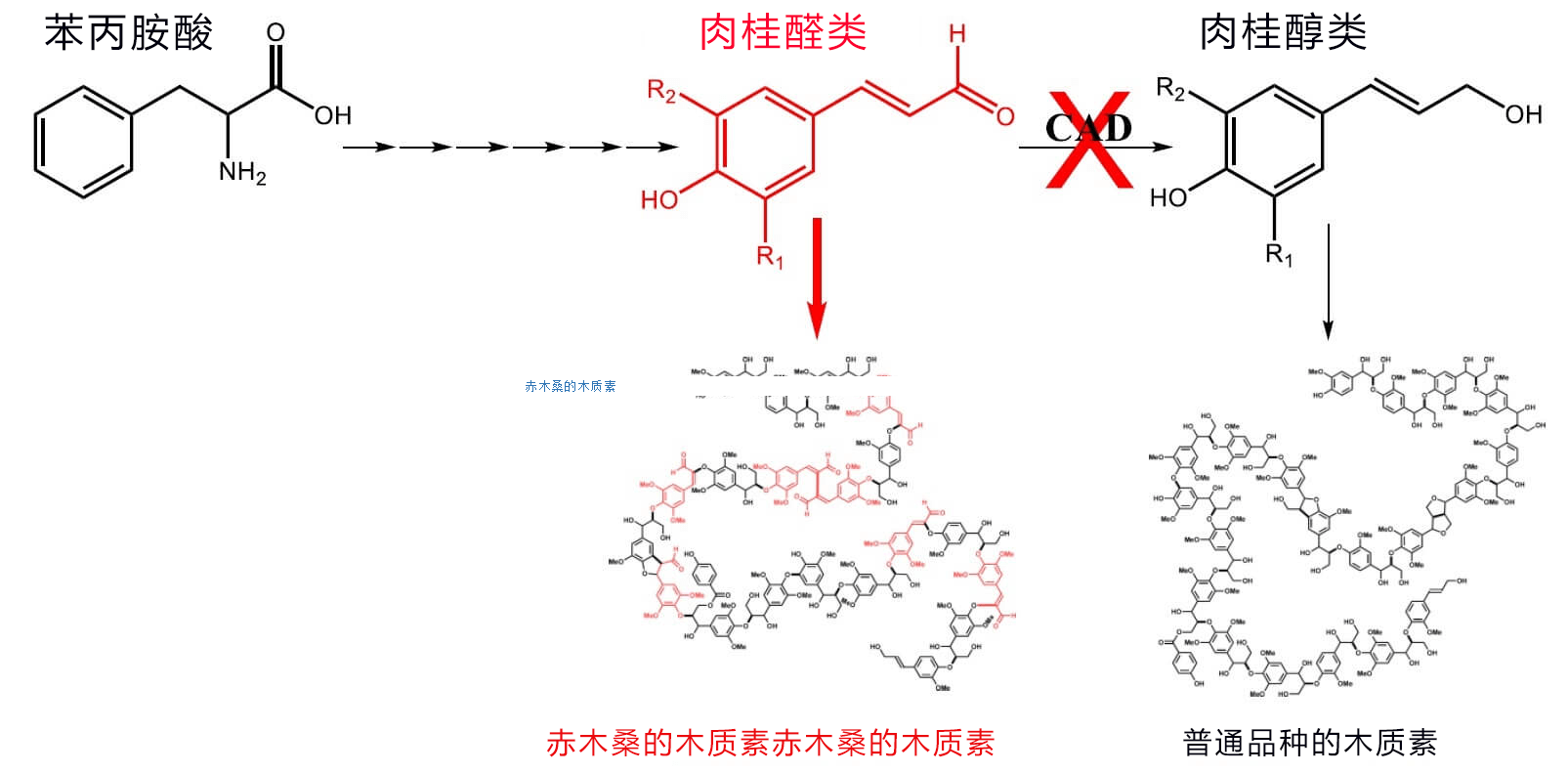 東京農工大學解密加工性優異的紅桑樹