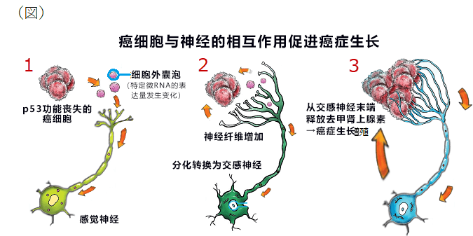 日美合作查清癌細胞與神經的相輔作用