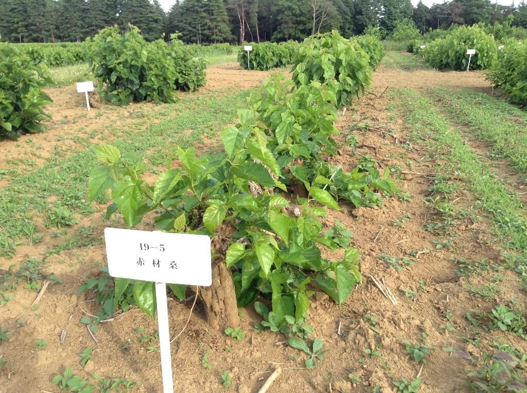 東京農工大學解密加工性優異的紅桑樹