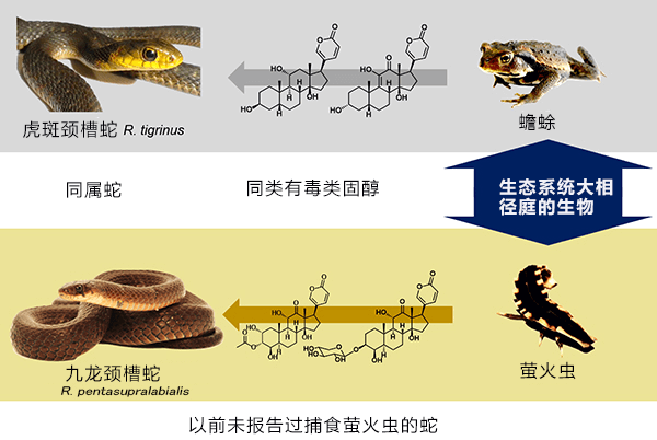 京都大學發現中國的九龍頸槽蛇能從螢火蟲活體內攝取毒液成分