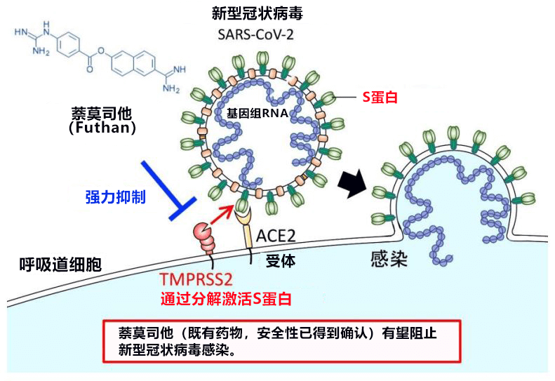 【新型肺炎】東京大學發現胰腺炎藥物「萘莫司他」有可能阻止新型冠狀病毒傳染人體