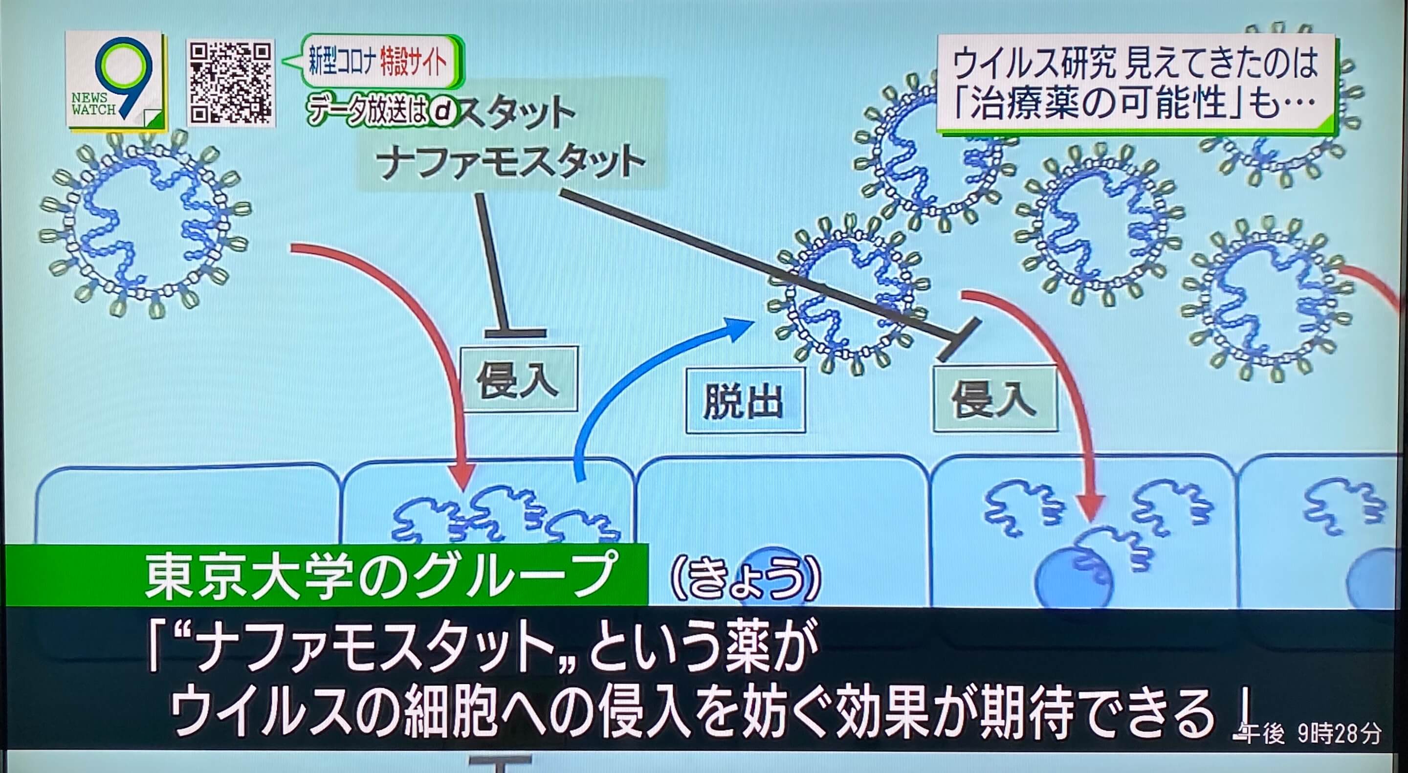 【新型肺炎】東京大學發現胰腺炎藥物「萘莫司他」有可能阻止新型冠狀病毒傳染人體