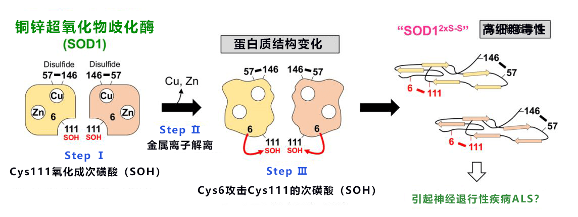 結構異常的SOD1在神經元中積累，會導致漸凍症