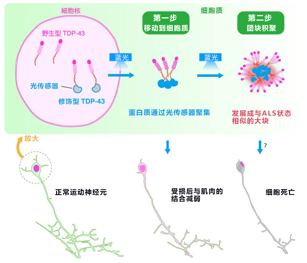 用光照射再現漸凍症，有望查清發病機制並開發新藥