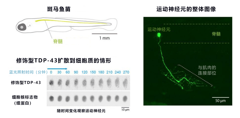 用光照射再現漸凍症，有望查清發病機制並開發新藥