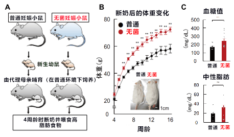 孕期多喫食物纖維促進胎兒代謝機能，出生後孩子不易肥胖