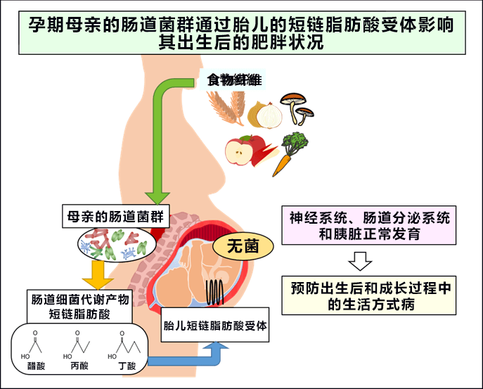 孕期多喫食物纖維促進胎兒代謝機能，出生後孩子不易肥胖