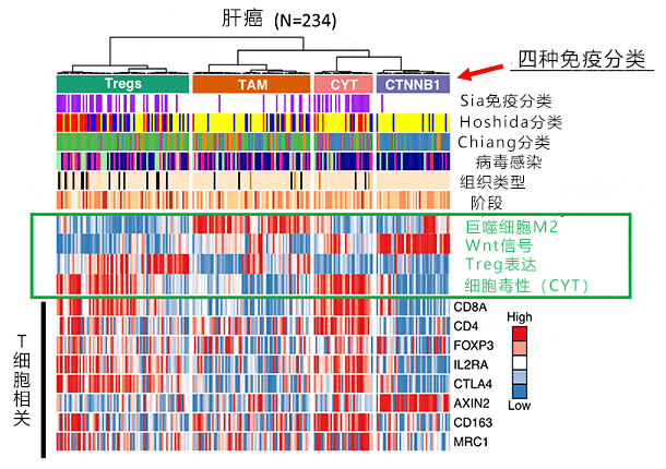 理研發現肝癌的免疫抑制機制，對肝癌進行免疫學分類