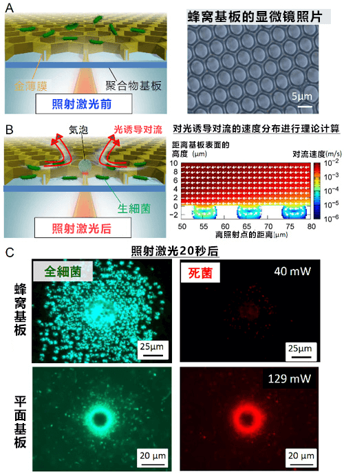 日本開發出利用光來高密度濃縮微生物活體的蜂窩基底層