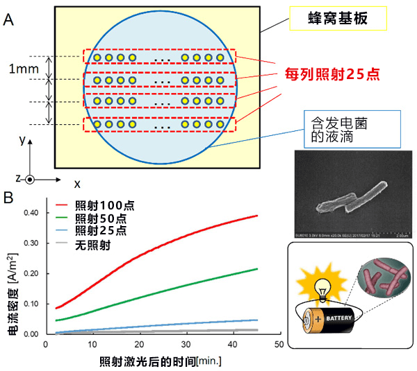 日本開發出利用光來高密度濃縮微生物活體的蜂窩基底層