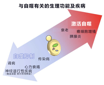 日本證明中藥四逆散能防止細胞自我分解