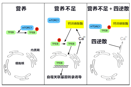 日本證明中藥四逆散能防止細胞自我分解