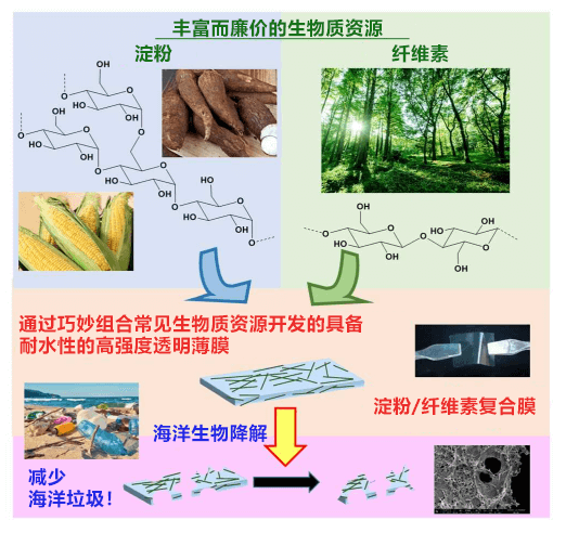 大阪大學用澱粉和纖維素開發出高強度高耐水性的海洋生物降解塑膠