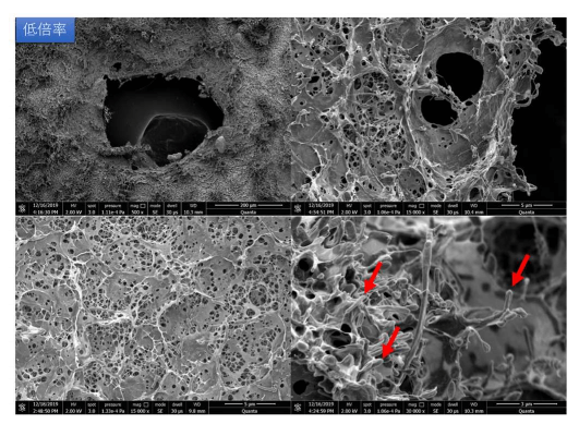 大阪大學用澱粉和纖維素開發出高強度高耐水性的海洋生物降解塑膠