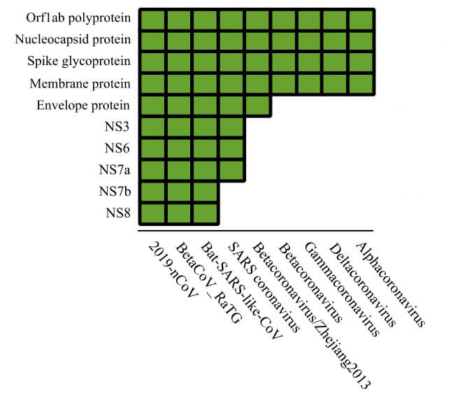 立命館大學發現非結構蛋白NS7b和NS8可能與新冠電腦病毒的系統演化有關