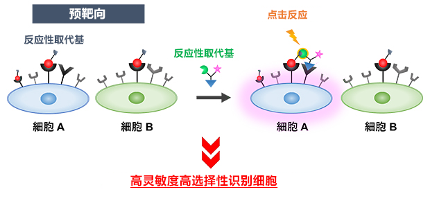 理研開發出類似指紋認證的癌症標記技術，有望開發活體內癌組織的新診斷方法