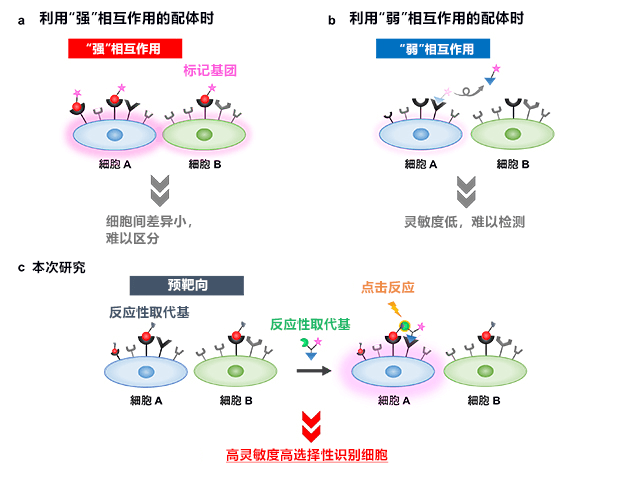 理研開發出類似指紋認證的癌症標記技術，有望開發活體內癌組織的新診斷方法