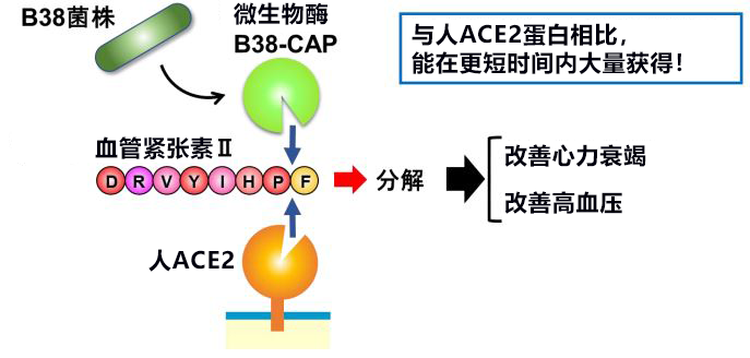 日本發現與新冠電腦病毒接受者ACE2同功效的微生物酶B38-CAP，世界遺產白神山地微生物分泌的酶有望成藥物