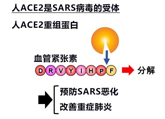 日本發現與新冠電腦病毒接受者ACE2同功效的微生物酶B38-CAP，世界遺產白神山地微生物分泌的酶有望成藥物