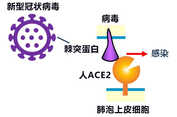 日本發現與新冠電腦病毒接受者ACE2同功效的微生物酶B38-CAP，世界遺產白神山地微生物分泌的酶有望成藥物