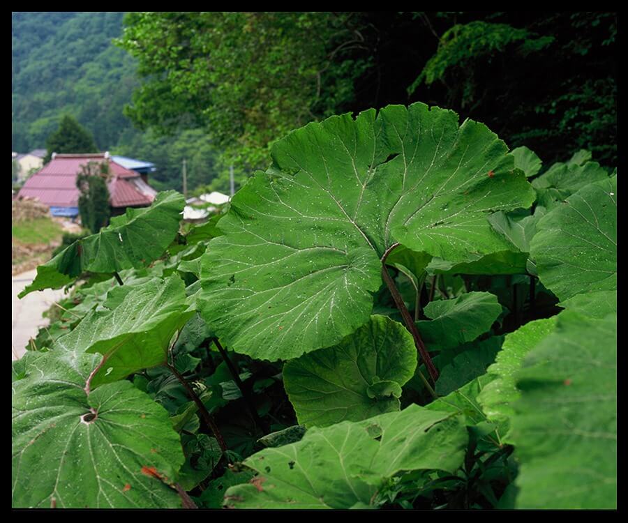 寫真蘆川 昔日光影