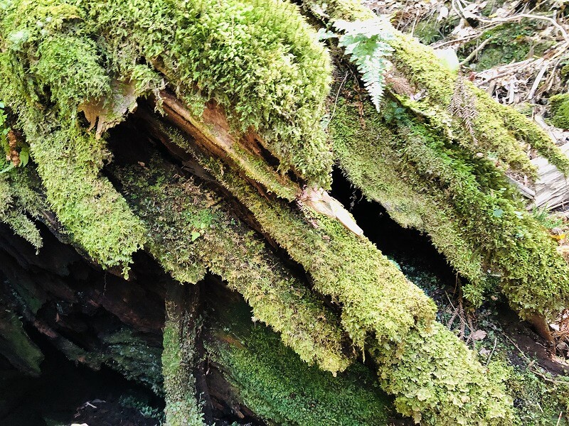 兩天半玩遍屋久島 探訪自然遺產，感受大自然魅力