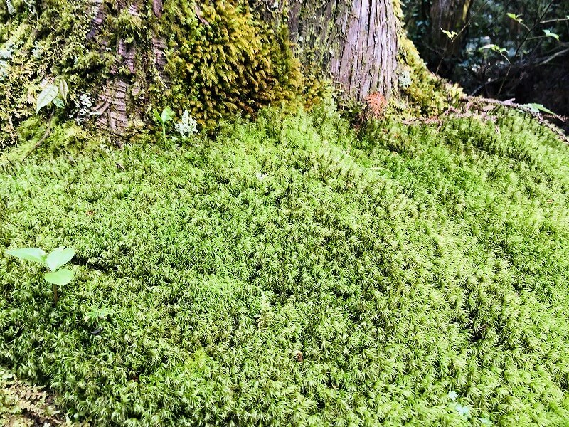 兩天半玩遍屋久島 探訪自然遺產，感受大自然魅力