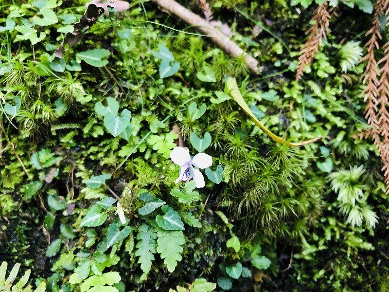 兩天半玩遍屋久島 探訪自然遺產，感受大自然魅力