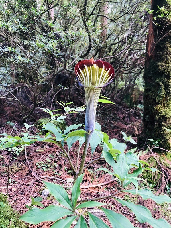 兩天半玩遍屋久島 探訪自然遺產，感受大自然魅力