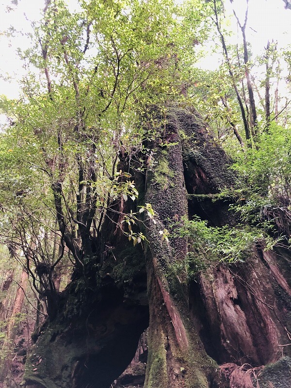 兩天半玩遍屋久島 探訪自然遺產，感受大自然魅力