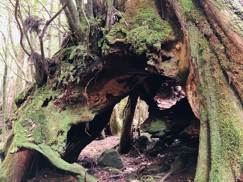 兩天半玩遍屋久島 探訪自然遺產，感受大自然魅力